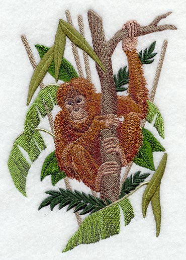 Orangutan 3*